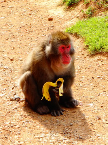 The boss of the Arashiyama Monkey Park